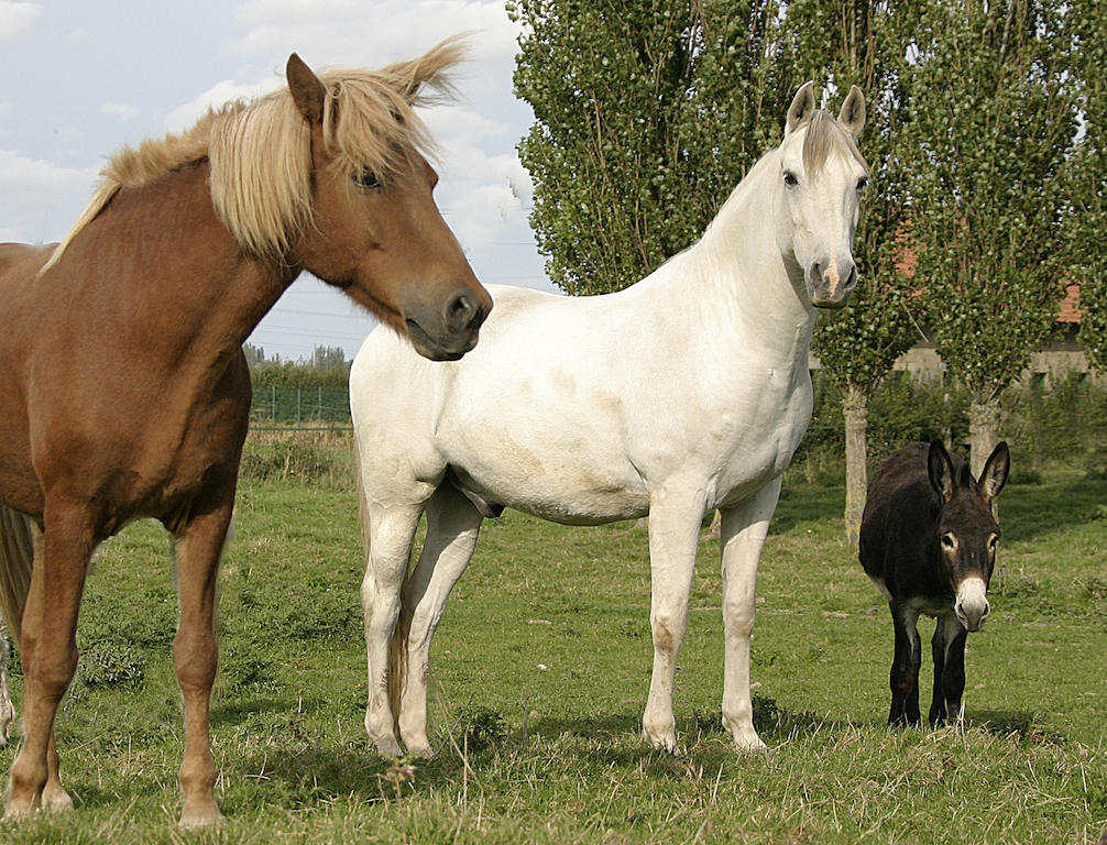 Gite De La Ferme Des Crins Blancs Villa Hazebrouck Værelse billede