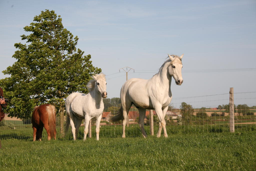 Gite De La Ferme Des Crins Blancs Villa Hazebrouck Eksteriør billede