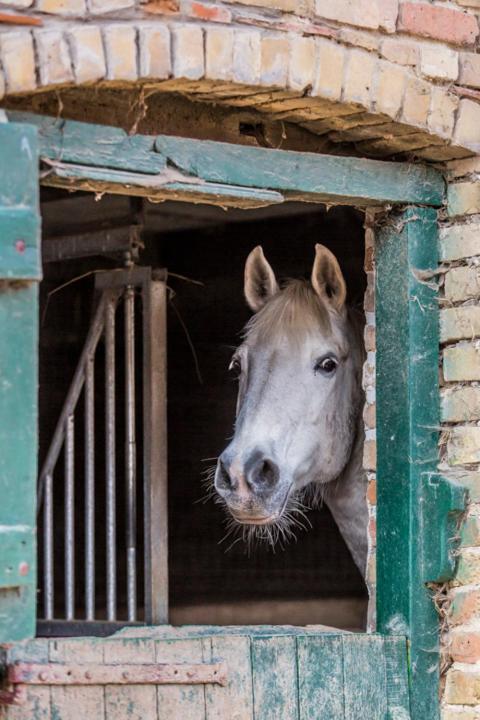 Gite De La Ferme Des Crins Blancs Villa Hazebrouck Eksteriør billede